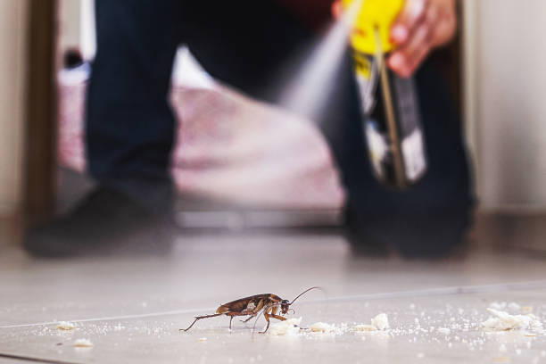 Trusted Kerman, CA Pest Control Experts